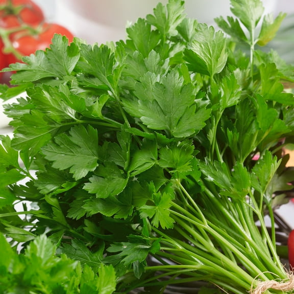 Italian Giant Parsley Seeds - 1 g Packet ~600 Seeds - Non-GMO, Heirloom - Growing Microgreens, Herb Garden - Petroselinum crispum