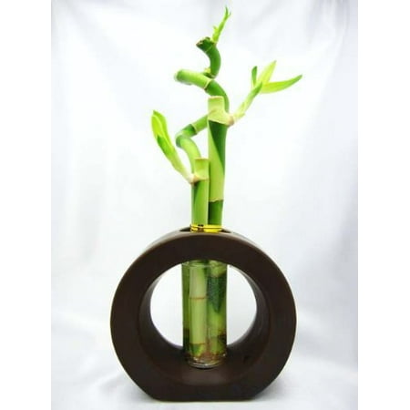 Bamboo Plants Vase - 9GreenBox - Live Spiral 3 Style Lucky Bamboo Plant Arrangement with Ceramic Vase Brown