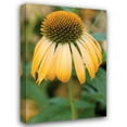 thumbnail image 1 of Erin Berzel 31x44 Gallery Wrapped Canvas Wall Art Titled - Echinacea V, 1 of 4