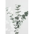thumbnail image 2 of 1x Studio III 11x14 White Modern Wood Framed Museum Art Print Titled - Eucalyptus Creative 07, 2 of 4