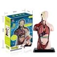 thumbnail image 2 of Human Body Model with 7 Removable Organ Models,Educational Organ Anatomy Model for Biological Scienc, 2 of 5