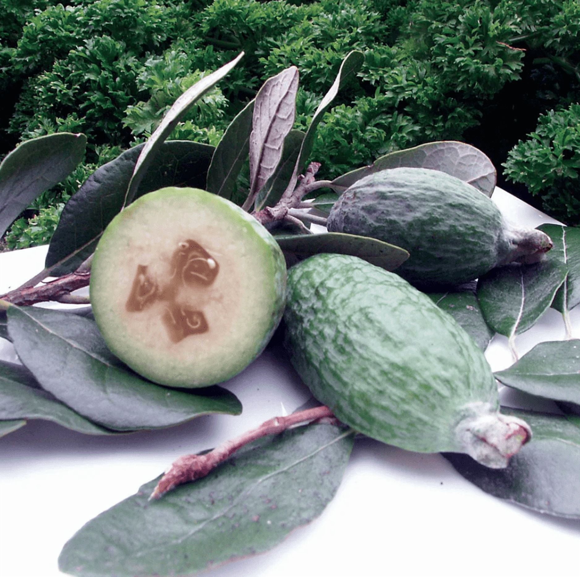 Guava Tree Live Plant for Planting, Pineapple Guava Plant Live 4 to 6 Inc Tall, Tropical Guava Fruit Tree for Planting Indoor Outdoor Garden