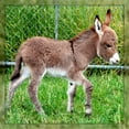 thumbnail image 2 of CafePress - Miniature Donkey Foal Tote Bag - Unisex Canvas Tote Bag, Beige, 1-Piece, 2 of 7