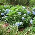 thumbnail image 6 of Perfect Plants Penny Mac Hydrangea 1 Gallon, 6 of 7