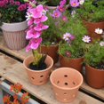 thumbnail image 5 of Trianu 3 Pack Terracotta Orchid Pots with Holes and Saucers 5.9 inch Clay Orchid Planter Pots for Repotting, Plant Flower Pots for Orchid Indoor and Outdoor Promotes Air Circulation, 5 of 8