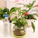 thumbnail image 2 of Dispositivo de riego para jardín con sistema de riego económico, boquilla de riego de plástico para botellas de bebidas, cabezal de aspersión para suministro dirigido, bebedero para tapa de botella,, 2 of 5