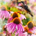 thumbnail image 1 of TASC Flower Bulbs - Echinacea-Perennials-Assorted (4 Bulbs), 1 of 2