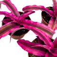 thumbnail image 6 of Cryptanthus Bivittatus, 2 inch Set of 3, Bright Pink Red Earth Star Tiny Mini Pixie Plants, 6 of 7