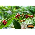 thumbnail image 4 of Yaucono Instant Coffee Decaf, Arabica, Medium Roast, from Puerto Rico, Glass Jar, 8 Ounce (Pack of 1), 4 of 9