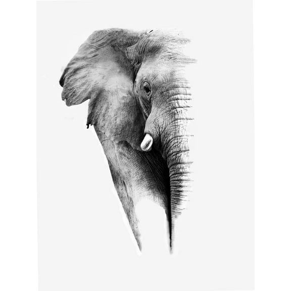 Art.com Artistic Black And White Elephant Art Print by Donvanstaden, 12" x 16"