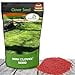 thumbnail image 2 of Outsidepride Perennial White MinicloverA Lawn clover & ground cover Seeds - 2 LBS, 2 of 4