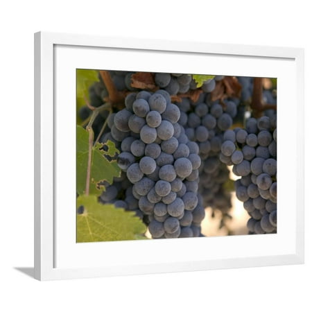 - Chardonnay Grapes, Yountville, Napa Valley, California Framed Print Wall Art By Walter Bibikow