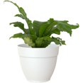 thumbnail image 2 of Jardinière Ronde Capri Campana 12 Pouces - Blanc, 2 of 2