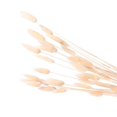 thumbnail image 3 of 60pcs Dried Grass Pennisetum, 3 of 3