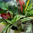 thumbnail image 2 of Element by Altman Plants Miniature Live House Plants (6PK), Air Purifying Live Plants, 2" Pots, 2 of 10