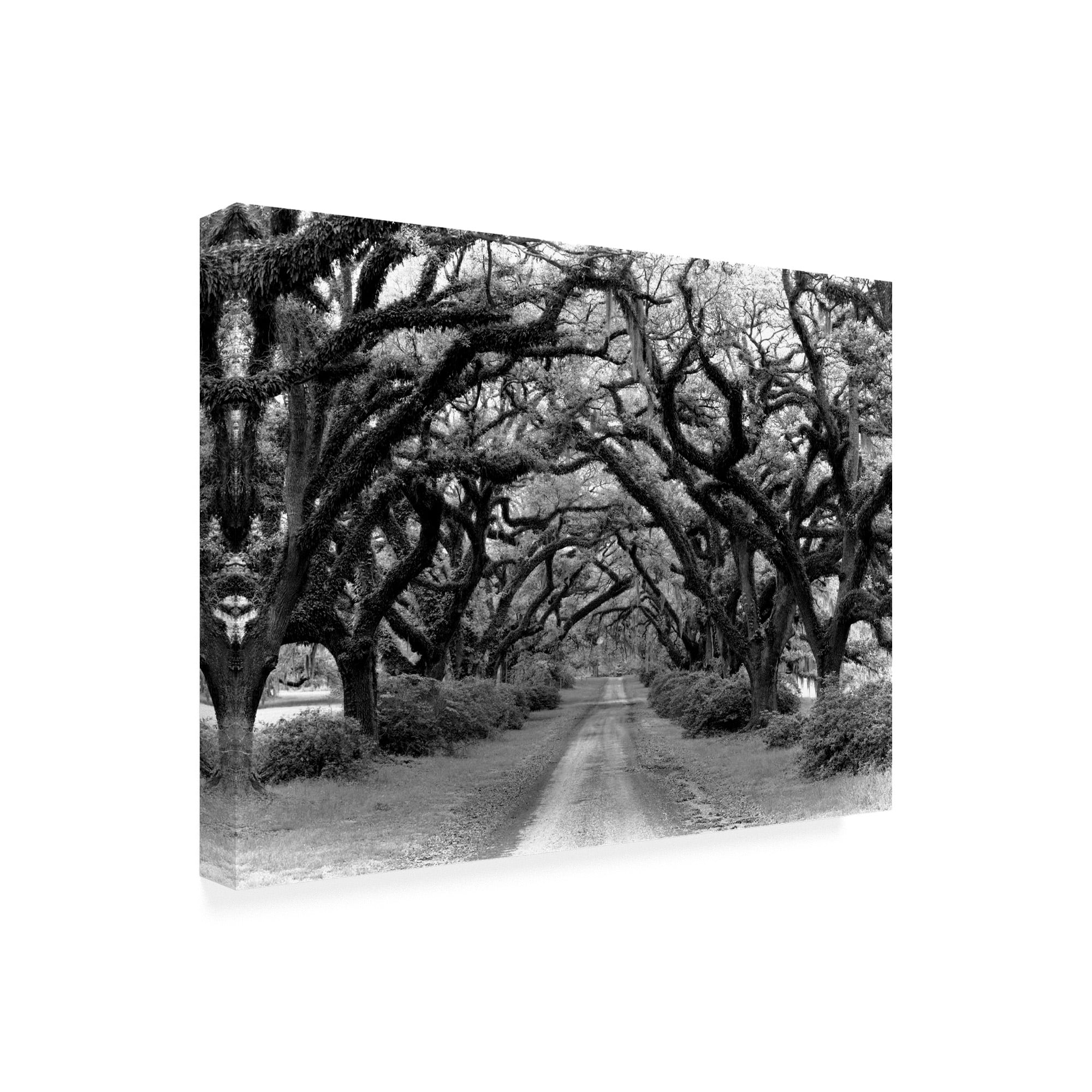 Trademark Fine Art 'Path In The Oaks Louisiana' Canvas Art by Monte Nagler