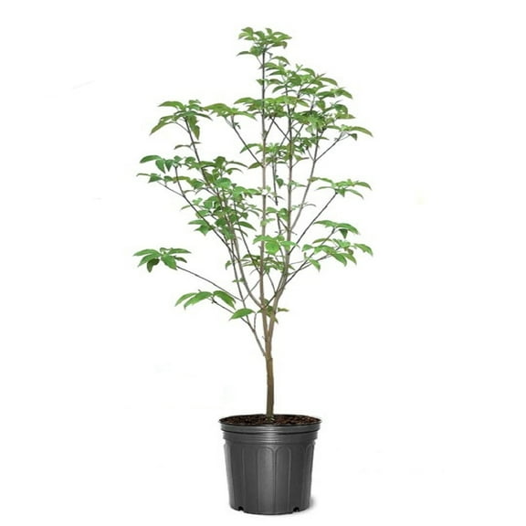 Expert Gardener 2-3 ft. Tall Super Princess Dogwood Live Tree in 3- Gallon Grower Pot