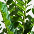 thumbnail image 4 of Nearly Natural 5ft. Artificial Zamioculcas Plant, 4 of 7