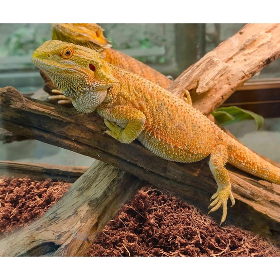 Compressed Coconut Fiber Substrate - Organic Coconut Fiber Brick Bedding for Reptiles, Natural Coco Husk Substrate Terrarium Bedding for Snake, Hermit Crabs, Frogs, Tortoise, Gecko