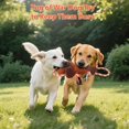 thumbnail image 4 of Juguete de peluche para perros Drmstow con cuerda, chirriador y papel arrugado, 4 of 7