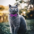 thumbnail image 3 of Mumup 2 Pcs Red Cat Collar for Boy Girl Cats Breakaway Cat Collars with Bell Cute Christmas Kitten Bow Tie Collar Adjustable Small Puppy Safety Collar Solid Color Plaid Pet Collar, 3 of 7