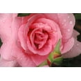 thumbnail image 2 of Miller, Anna 32x23 Black Ornate Wood Framed with Double Matting Museum Art Print Titled - Pink Rose with Dew Drops, 2 of 4