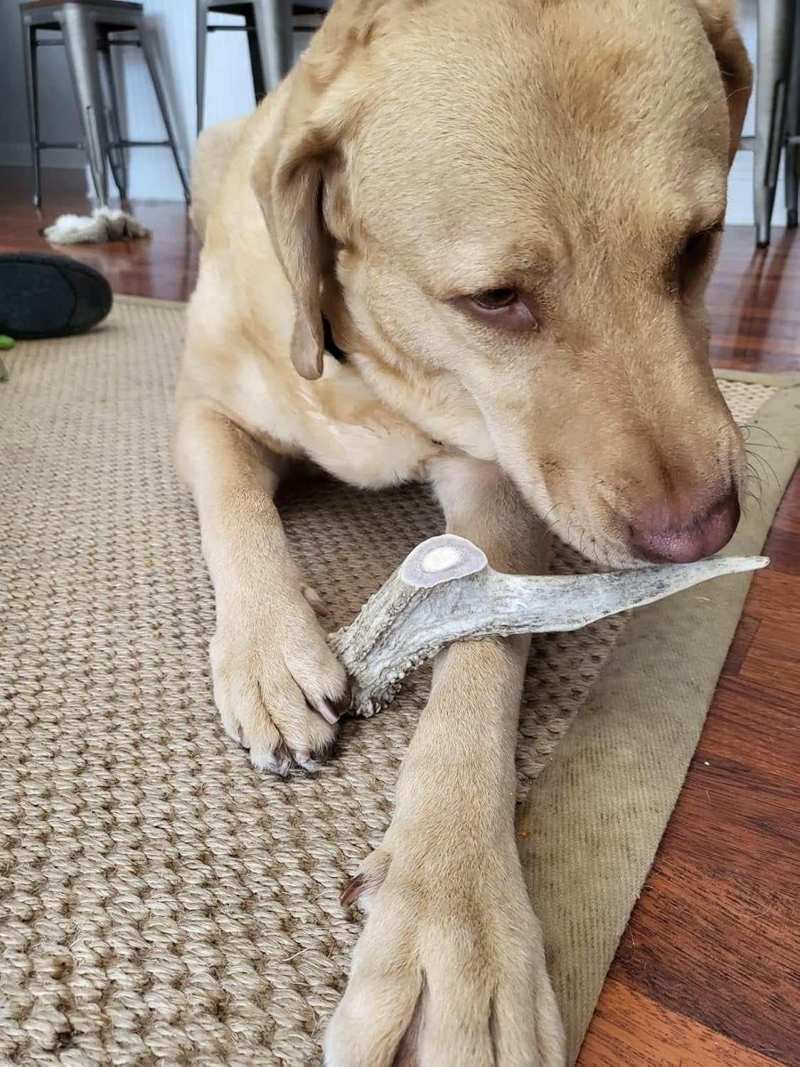 HotSpot Pets Premium Elk Horn Antlers Dog Chews, Odorless Rawhide Marrow, 7+ Inch Large, 2 Pack