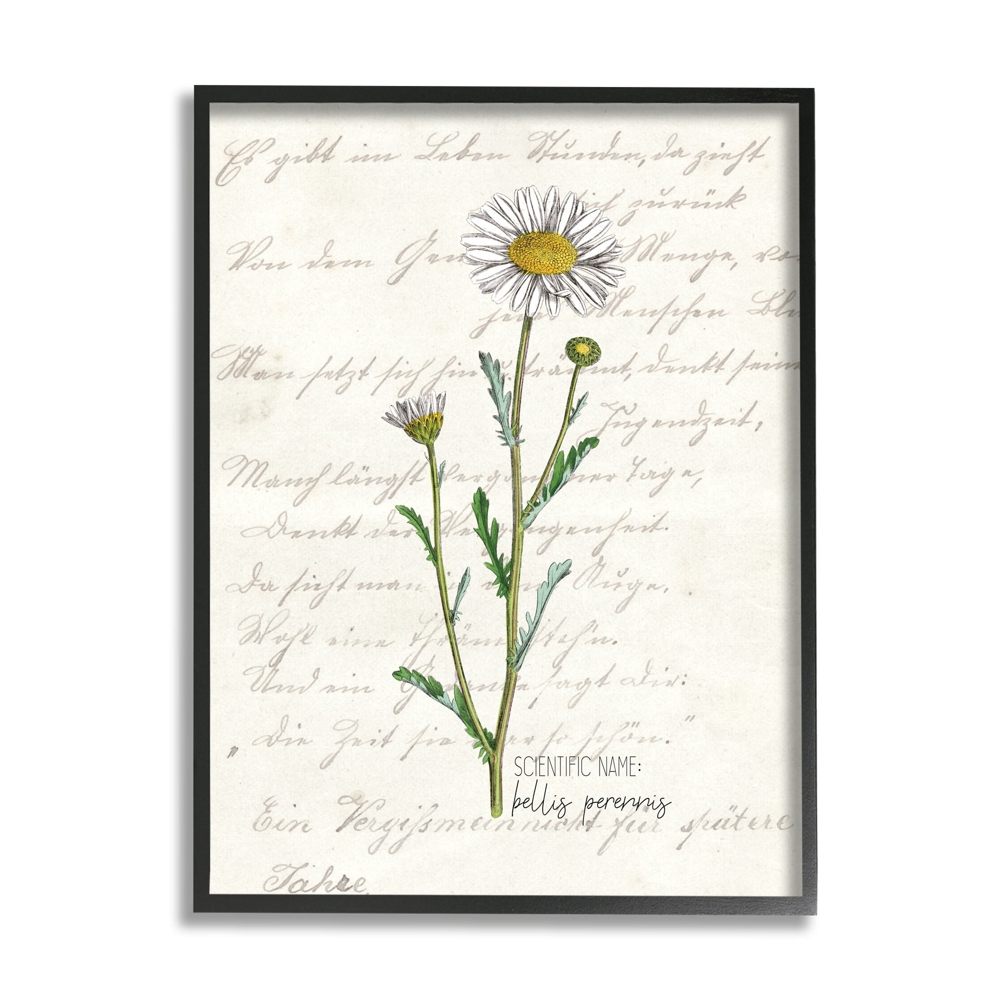 Stupell Industries Vintage Daisy Illustration Latin Script Study,11 x 14,Designed by Kim Allen