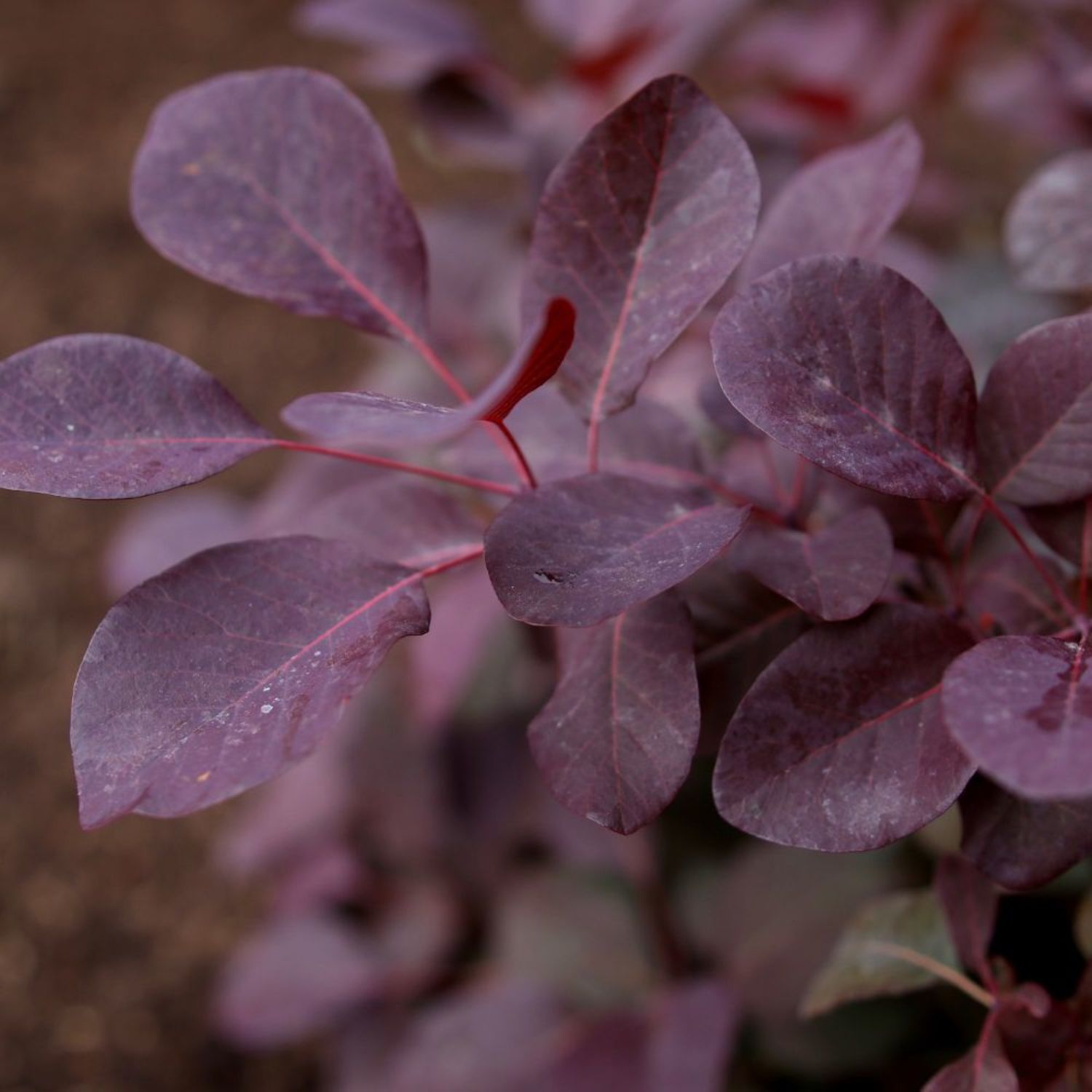 Proven Winners ColorChoice 6" Pink Winecraft Black Smokebush Live Plant in 7.5" Pot