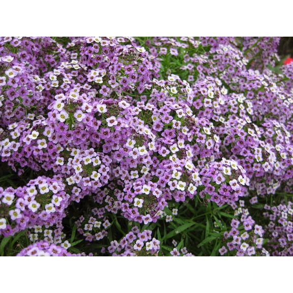 25 Sweet Alyssum Lavender Seeds – Tiny Colorful Flower Seeds for Spring & Fall Gardens – Ideal for Pathways, Edges & Hanging Baskets
