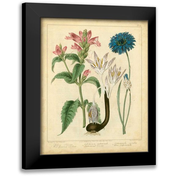 Edwards, Sydenham 12x14 Black Modern Framed Museum Art Print Titled - Garden Flora VIII