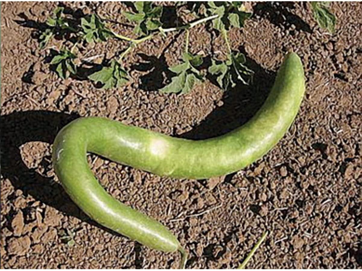 Italian Edible Gourd Summer Squash Seeds 10 Seeds Packet Grows up