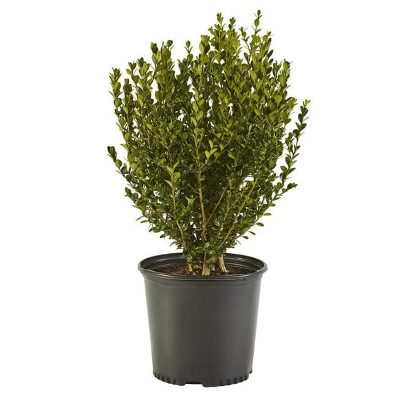 1 Gallon Boxwood Plant | Rainbow Greenhouses| Light Needs - Full Sun | Oval Shaped | Dense Foliage | Low Maintenance | Outdoor Live Plant for Home Garden
