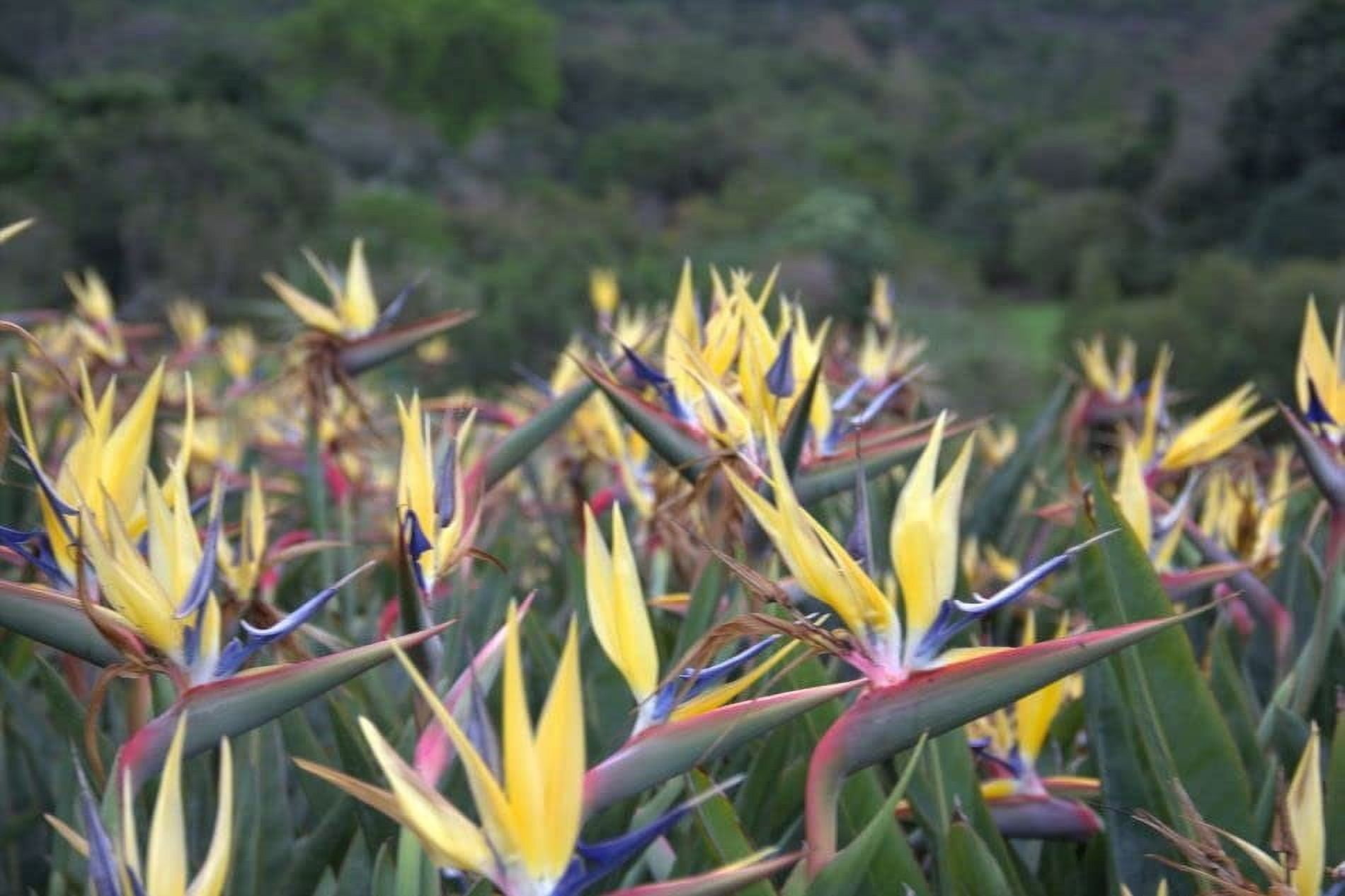 Yellow Bird of Paradise  3 Live Plants  Mandela's Gold  Strelitzia Reginae  Beautiful Rare Foliage Specimen