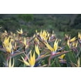 thumbnail image 4 of Yellow Bird of Paradise  30 Live Plants  Mandela's Gold  Strelitzia Reginae  Beautiful Rare Foliage Specimen, 4 of 6