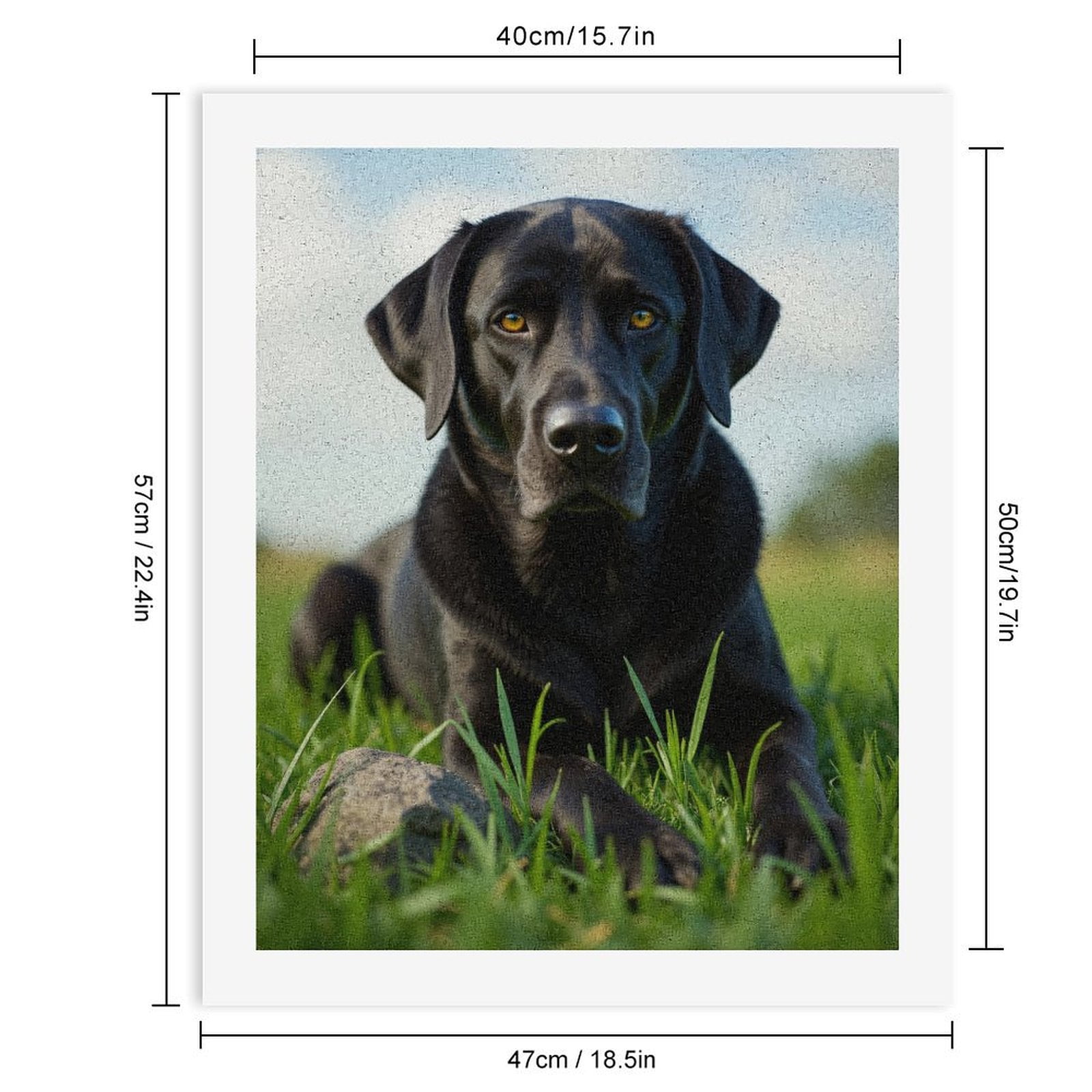 Paint By Numbers Kit for Adults Beginner - Black Labrador Dog In Grass Field DIY Canvas Painting Kits for Adults, Frameless Paint By Number for Adults for Home Wall Decor 16x20 Inch