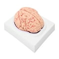 thumbnail image 1 of Human Brain Model, Practical Detachable Anatomical Brain Model High Strength   For Teaching Display For Science Classroom Study, 1 of 8