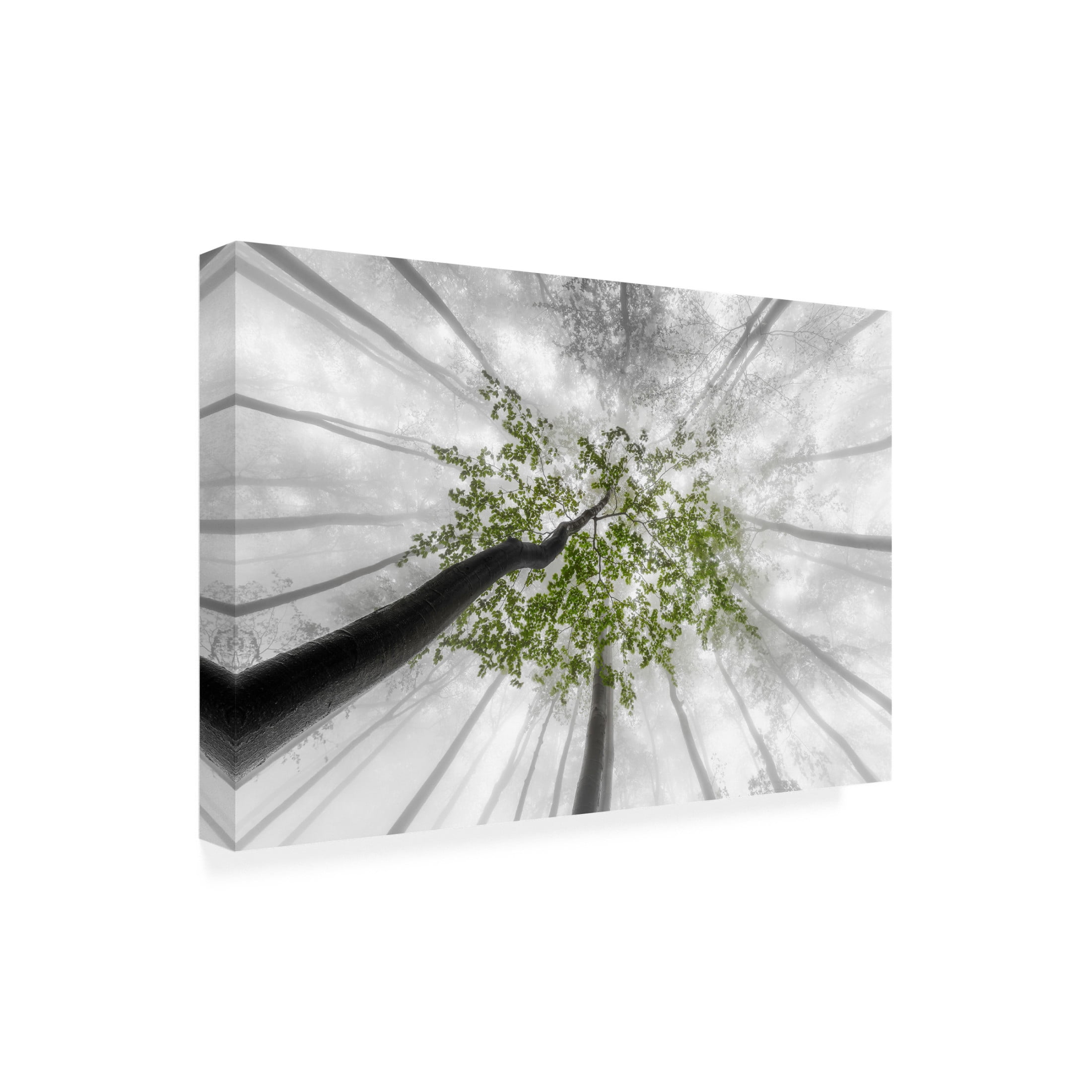 Trademark Fine Art Tom Pavlasek Green Leaves Canvas Wall Art