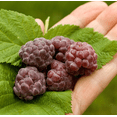 thumbnail image 7 of Set of 2 Glencoe Thornless Raspberry Live Plants, Purple Raspberry Bushes, Cold Hardy Fruit Plants, 4-8 Inch Tall, 7 of 7