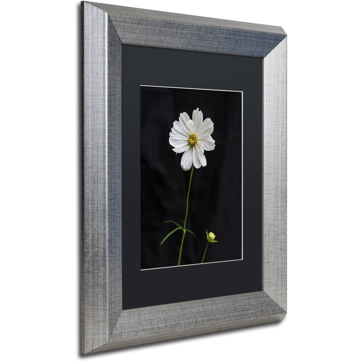 Trademark Fine Art "White Cosmos on Black" Canvas Art by Kurt Shaffer, Black Matte, Silver Frame