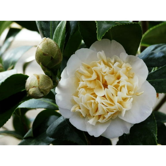 2 Jury Yellow Camellia in 4 inch pot *Cold and Heat Sensitive* Cannot Ship Out of the USA