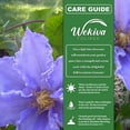 thumbnail image 5 of Clematis Will Goodwin - 3 Live Starter Plants in 2 Inch Growers Pots - Starter Plants Ready for The Garden - Rare Clematis for Collectors, 5 of 6