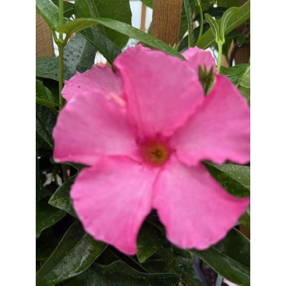 Mandevilla, New! GiantPowder Pink, Starter Plants, Lot of 2