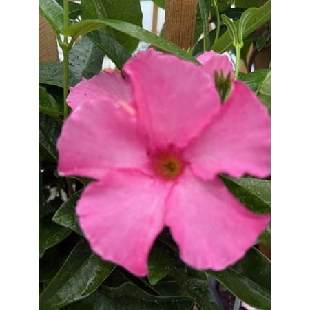 Mandevilla, New! GiantPowder Pink, Starter Plants, Lot of 2