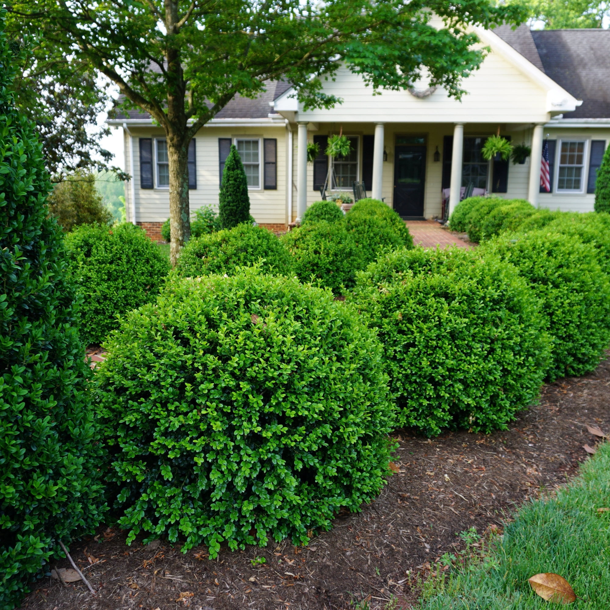 Proven Winners ColorChoice 5" NewGen Independence Boxwood Live Plant in 4.5" Pot (4 Count)