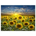 thumbnail image 2 of Design Art - Field of Blooming Sunflowers, 2 of 3