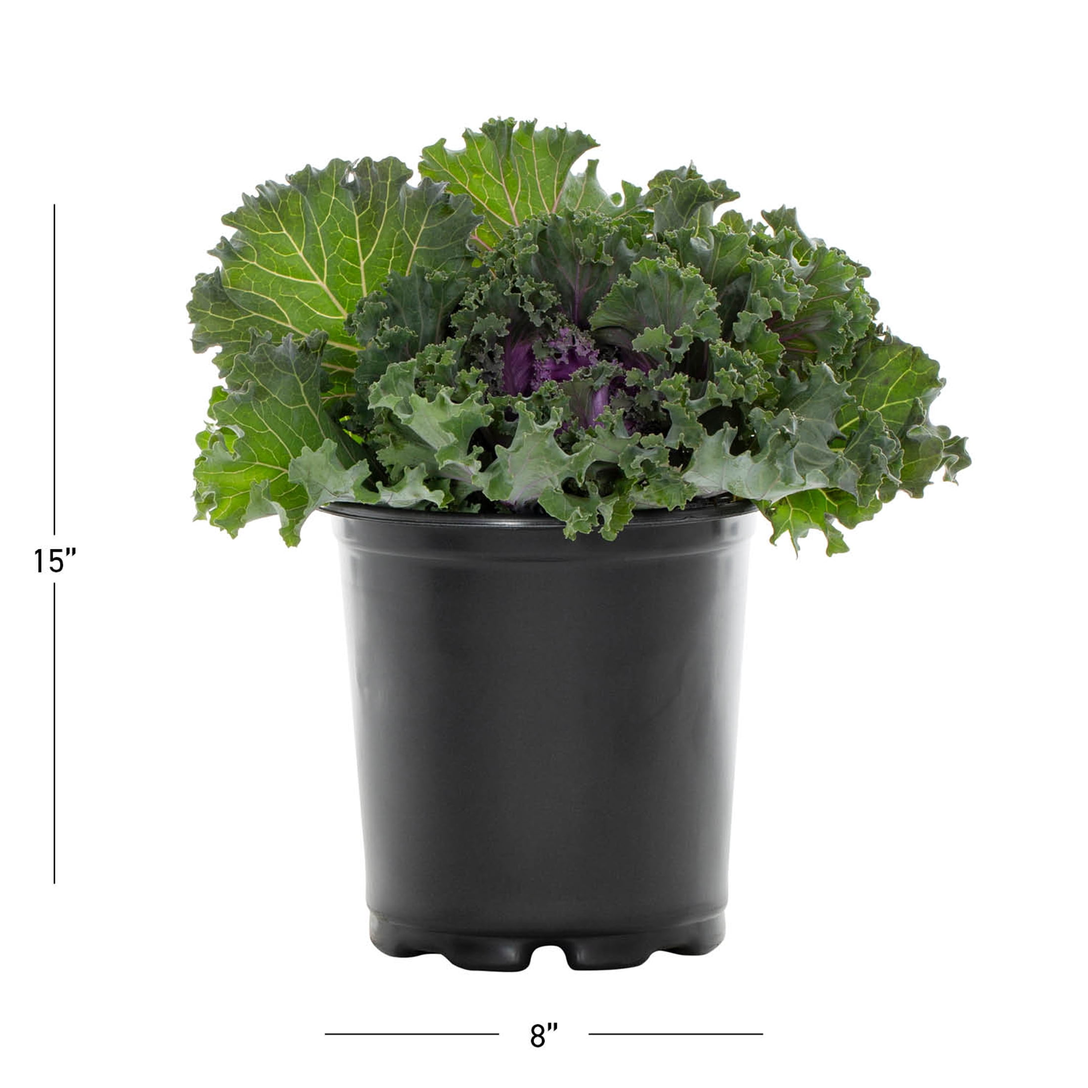 Expert Gardener 12" Purple Ornamental Kale Live Plants in Grower Pots (2 Count)