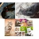 thumbnail image 3 of (12 colores) Collar reflectante para gatos, collar antiahogo para gatitos con cascabel, collar ajustable para gatos, accesorio para gatos y mascotas, 3 of 5