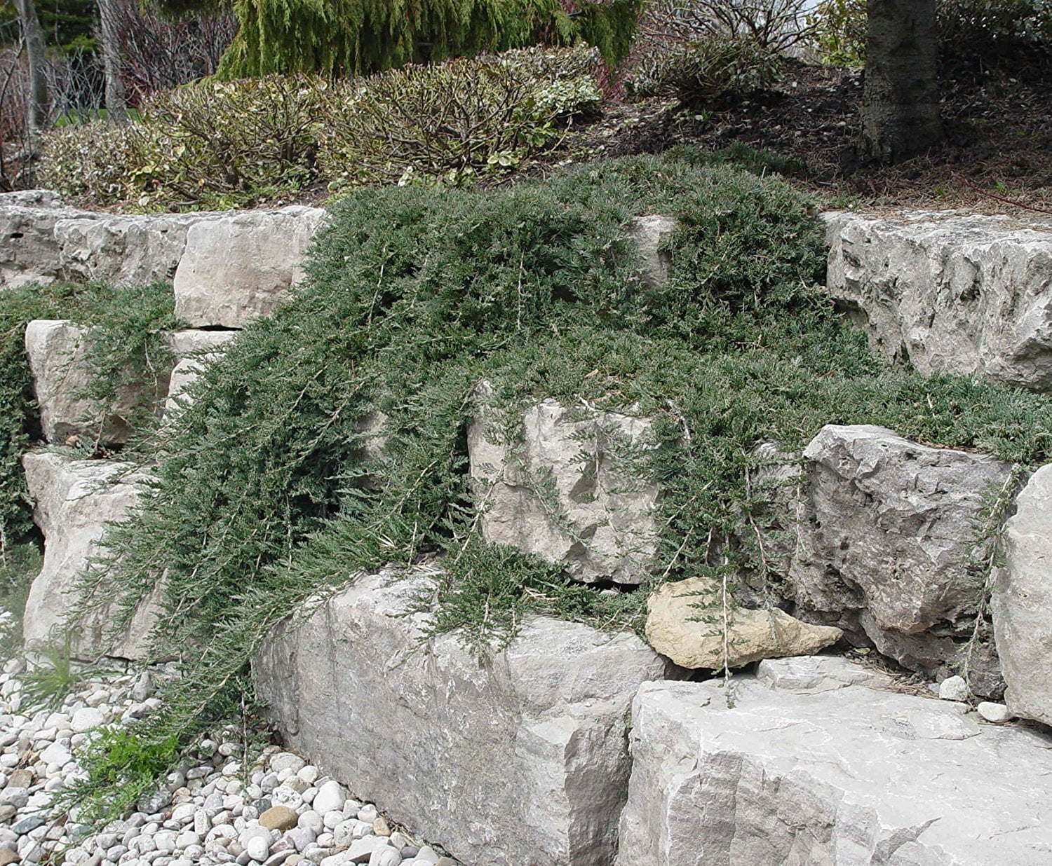 Blue Rug Juniper - 30 Live Plants - 4" Container Low Maintenance Evergreen Ground Cover
