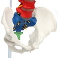 thumbnail image 5 of Axis Scientific Flexible Spine Model, 31" Life Size Didactic Spinal Cord with Stand, Color Coded Regions Indicate the Cervical, Thoracic and Lumbar Spine, with Study Guide, Worry Free 3 Year Warranty, 5 of 15